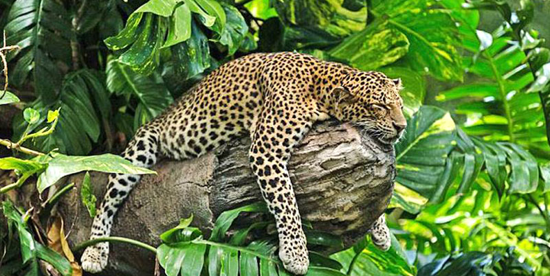 Leopard Packages | Bali Safari and Marine Park