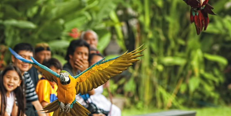 Bali Bird Park