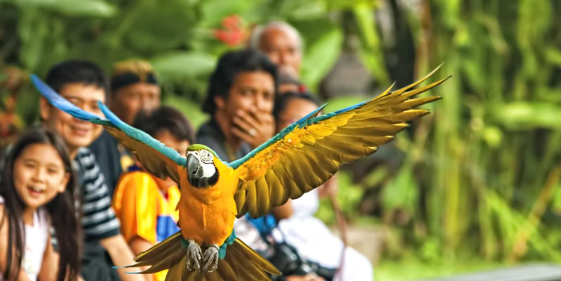 Bali Bird Park and Uluwatu Tour