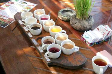 Bali Coffee Plantation