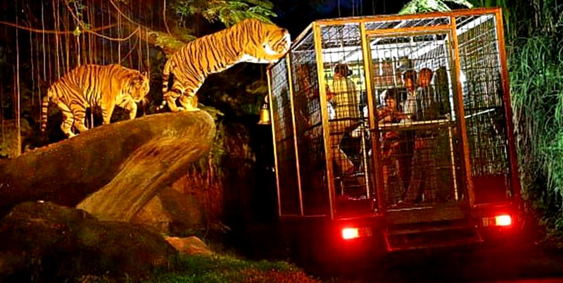 Bali Night Safari Packages