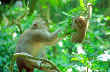 Ubud Monkey Forest